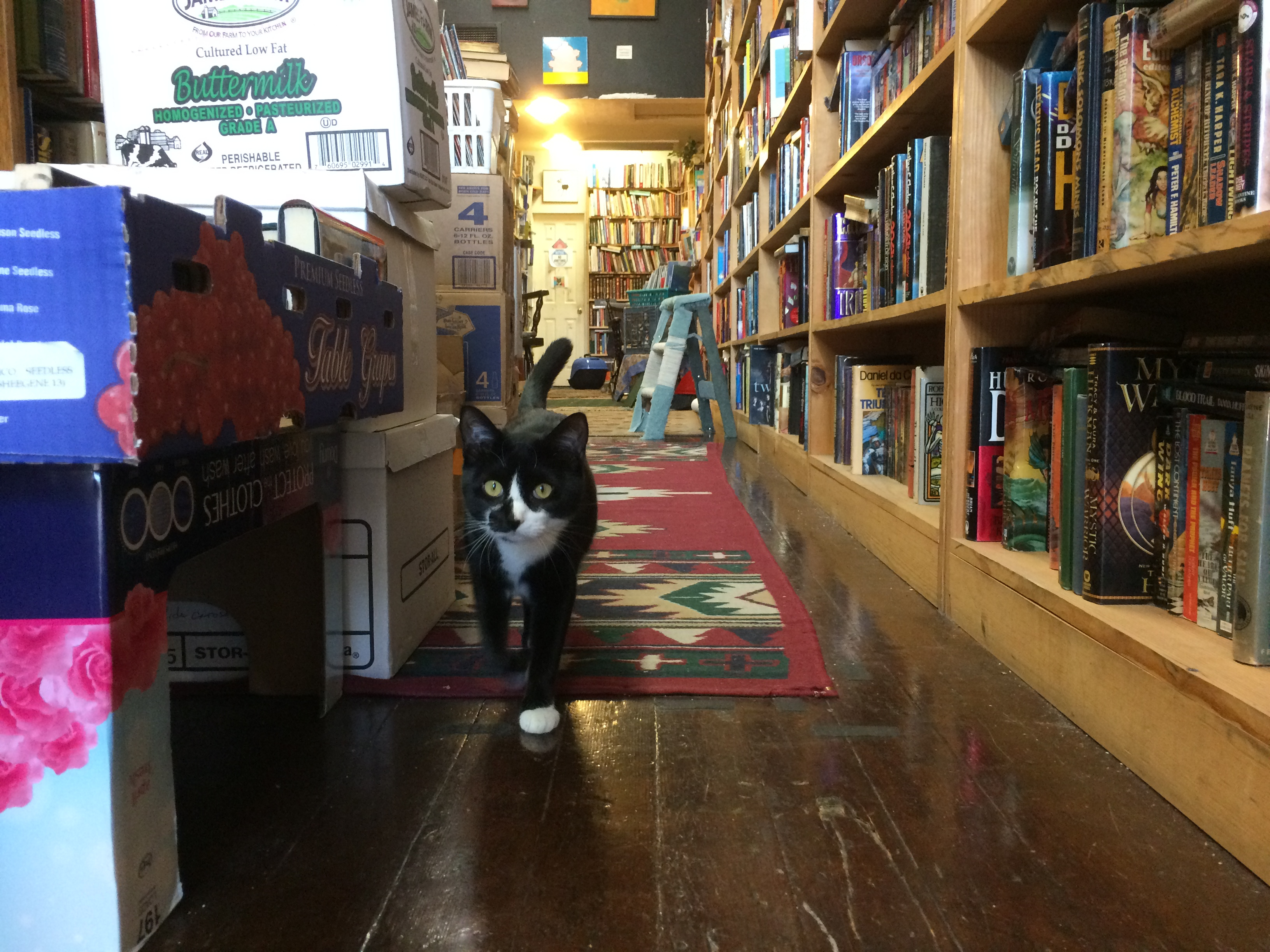 This kitten sneaked into Magic Door Books in Pomona last summer